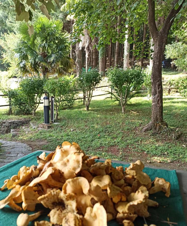 Il Bosco Di Campo Marzano Studios Borzonasca Εξωτερικό φωτογραφία