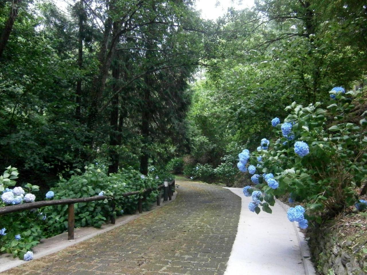 Il Bosco Di Campo Marzano Studios Borzonasca Εξωτερικό φωτογραφία